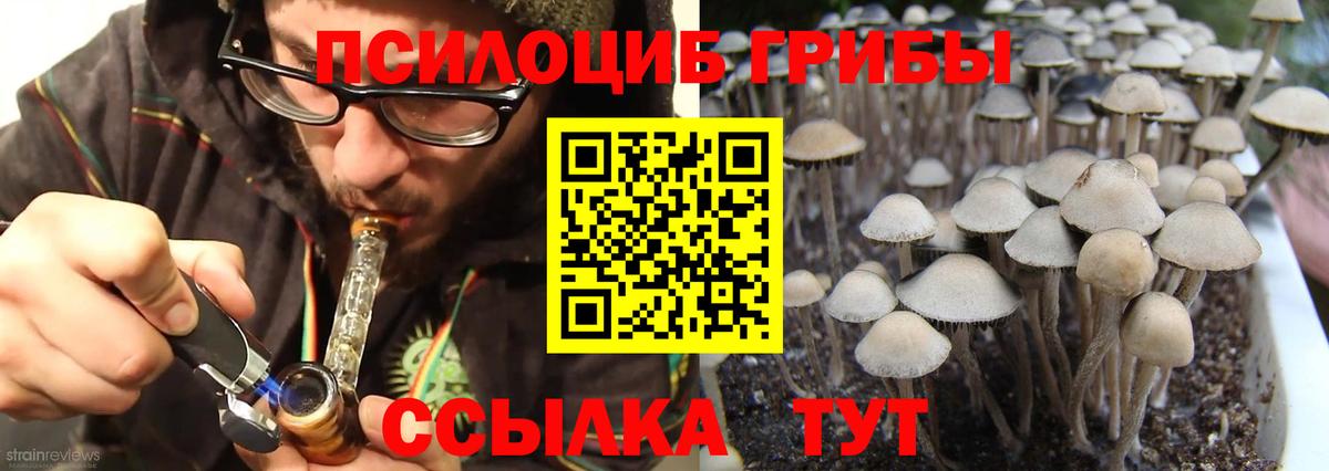 Псилоцибиновые грибы Psilocybine cubensis Крымск